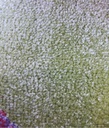 Carpet for Kids room, Unicorn Place, PP Extra Soft Frize, OW Giovanni Kids 5096,QH5,P, 120 X 170 CM